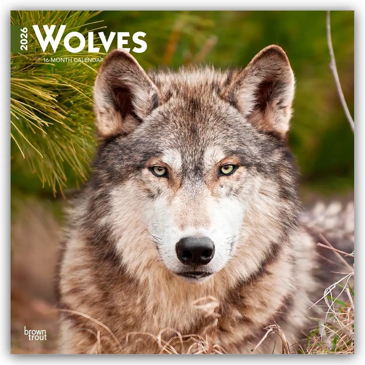Cover: 9798330706402 | Wolves - Wölfe 2026 - 16-Monatskalender | Browntrout Publishers | 2026