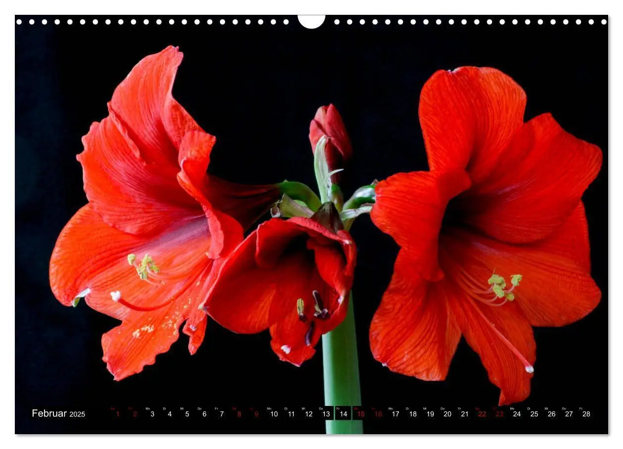 Bild: 9783435166602 | Blühwelten (Wandkalender 2025 DIN A3 quer), CALVENDO Monatskalender