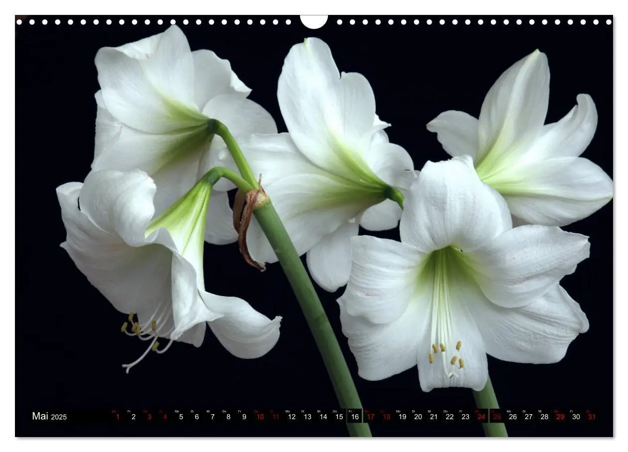 Bild: 9783435166602 | Blühwelten (Wandkalender 2025 DIN A3 quer), CALVENDO Monatskalender