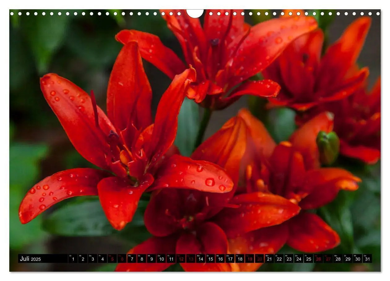 Bild: 9783435166602 | Blühwelten (Wandkalender 2025 DIN A3 quer), CALVENDO Monatskalender