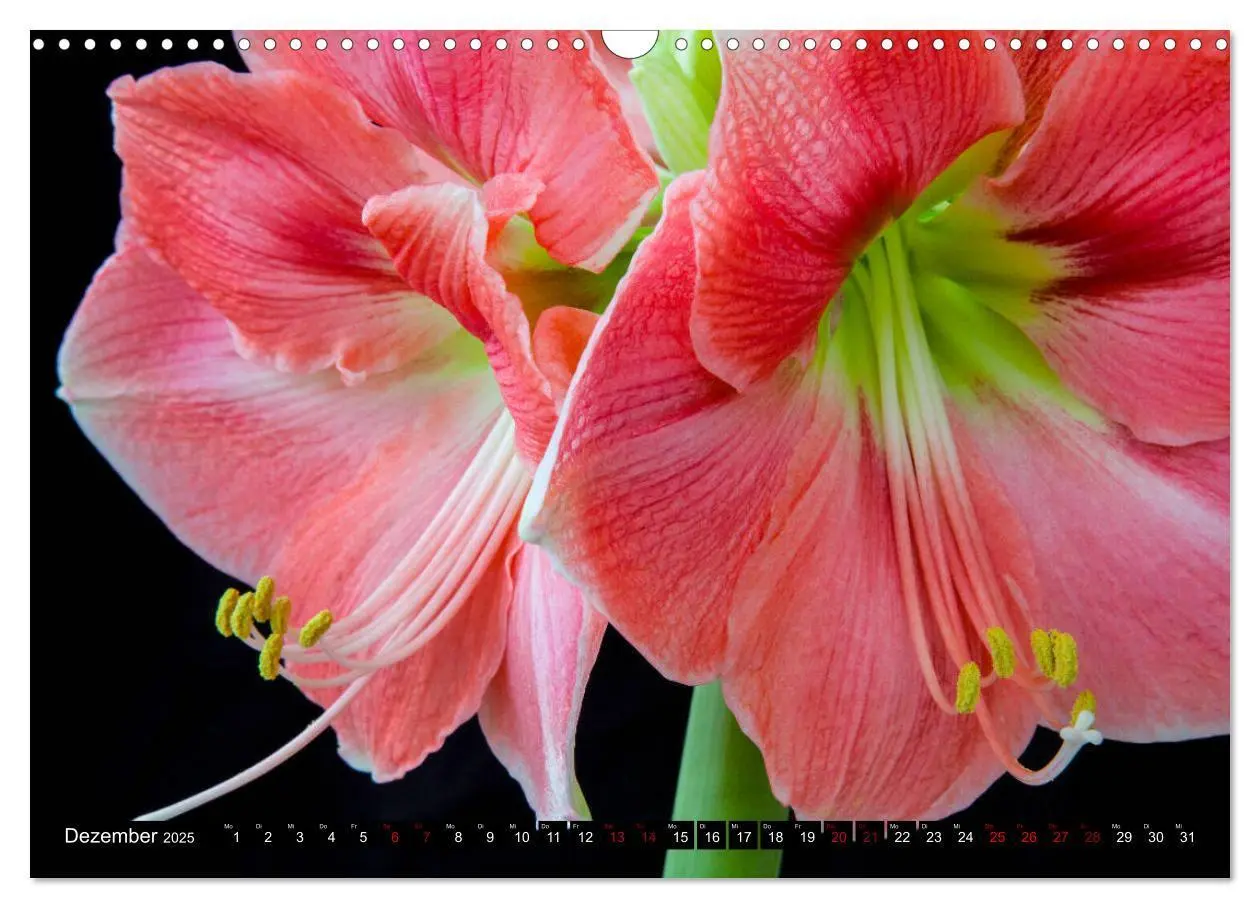 Bild: 9783435166602 | Blühwelten (Wandkalender 2025 DIN A3 quer), CALVENDO Monatskalender
