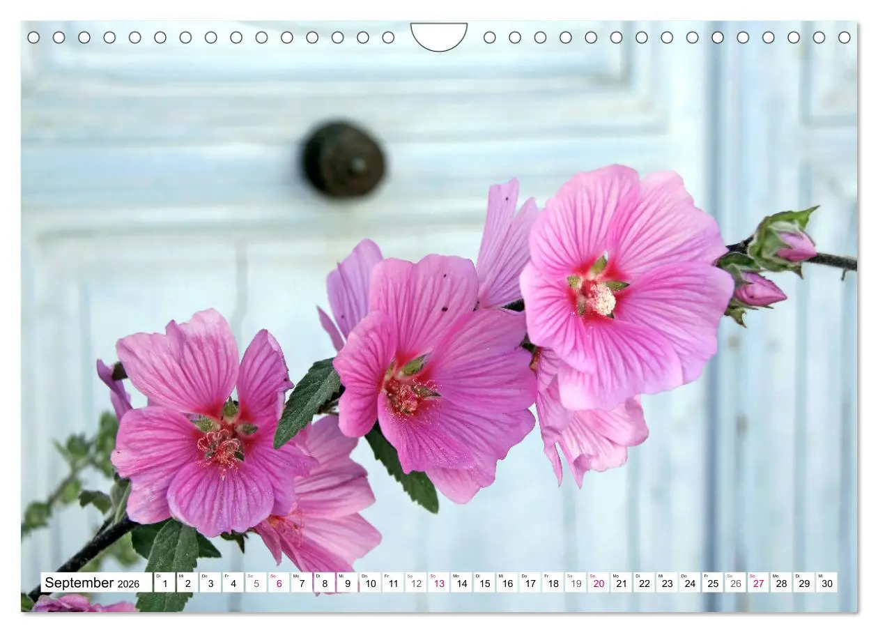 Bild: 9783457936702 | Île de Ré (Wandkalender 2026 DIN A4 quer), CALVENDO Monatskalender
