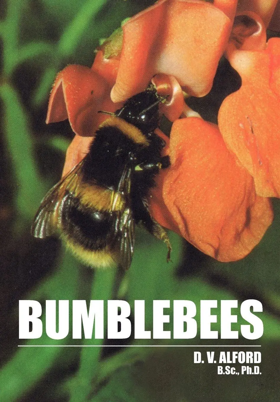 Cover: 9781904846802 | Bumble Bees | D. V. Alford | Taschenbuch | Kartoniert / Broschiert