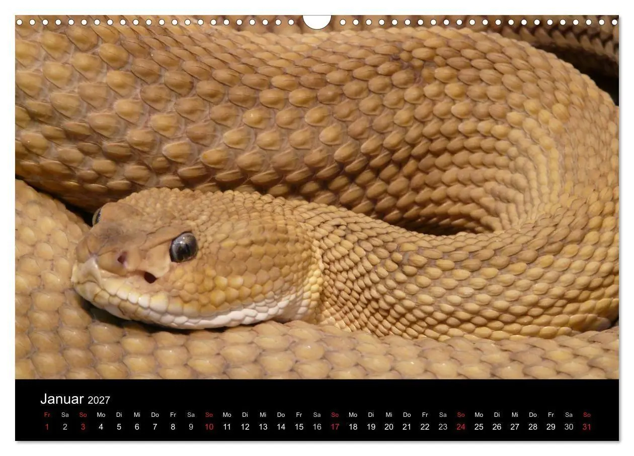 Bild: 9783594156902 | Schlangen (Wandkalender 2027 DIN A3 quer), CALVENDO Monatskalender