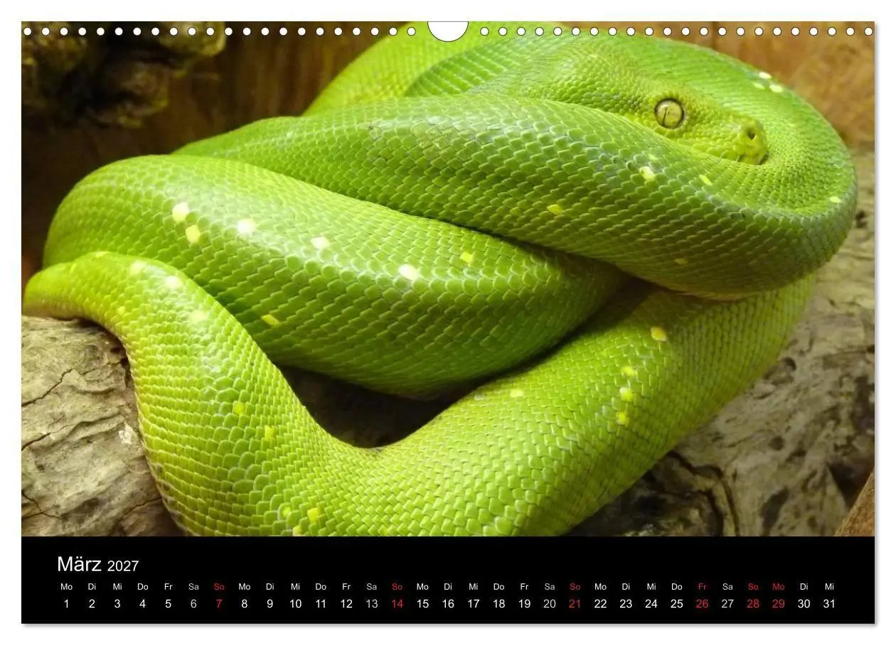 Bild: 9783594156902 | Schlangen (Wandkalender 2027 DIN A3 quer), CALVENDO Monatskalender