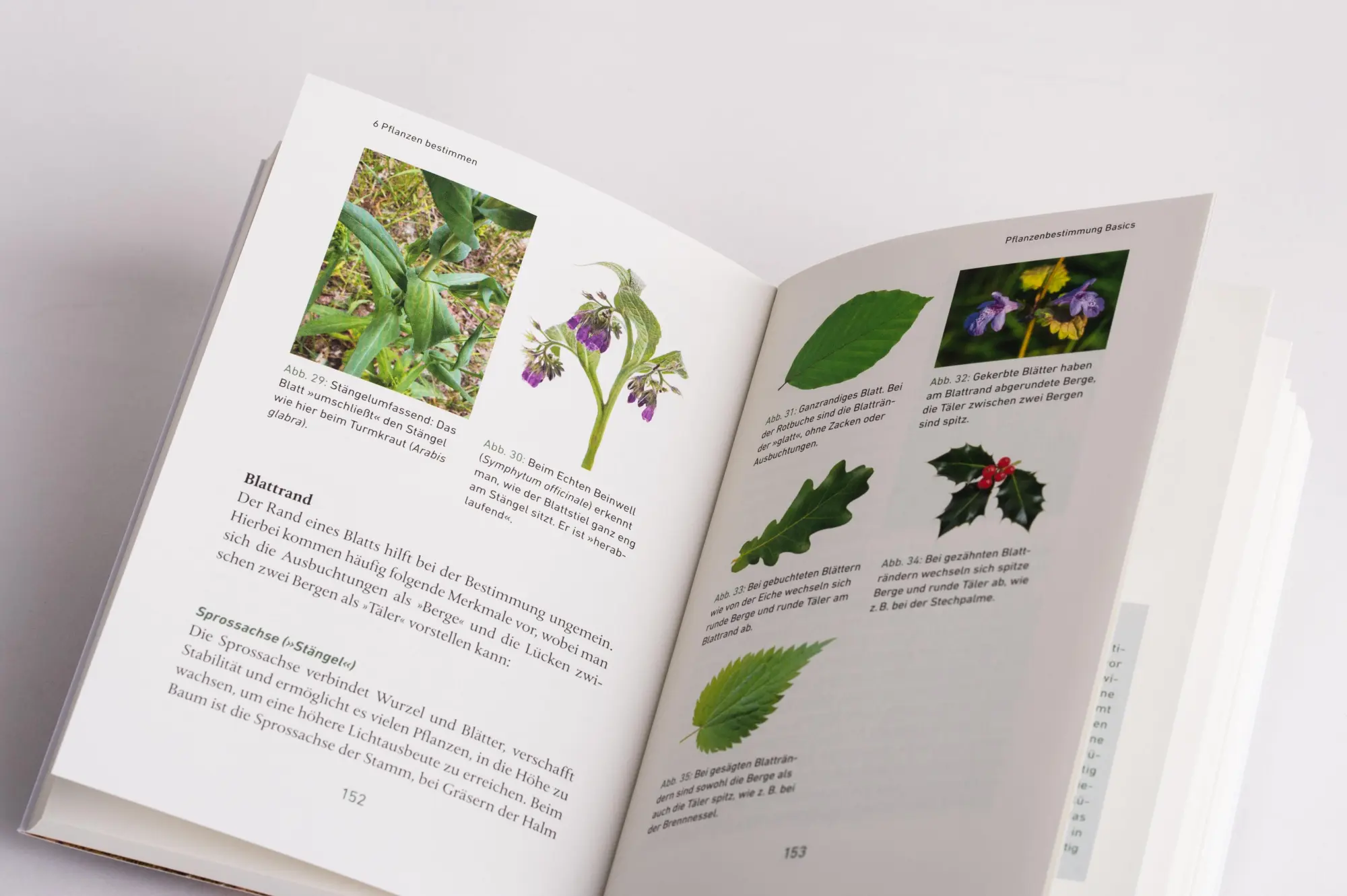 Bild: 9783328107002 | Mein Wildkräuter-Guide | Manuel Larbig | Taschenbuch | 336 S. | 2021