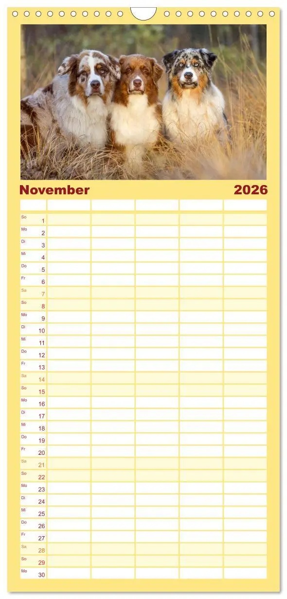 Bild: 9783516517002 | Familienplaner 2026 - Australian Shepherd mit 5 Spalten...