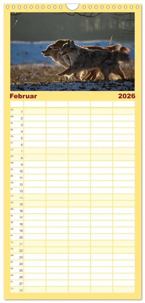 Bild: 9783516517002 | Familienplaner 2026 - Australian Shepherd mit 5 Spalten...