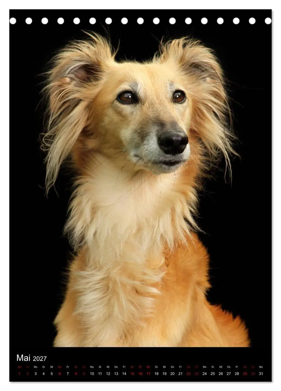 Bild: 9783569847002 | Silken Windsprite im Portrait (Tischkalender 2027 DIN A5 hoch),...