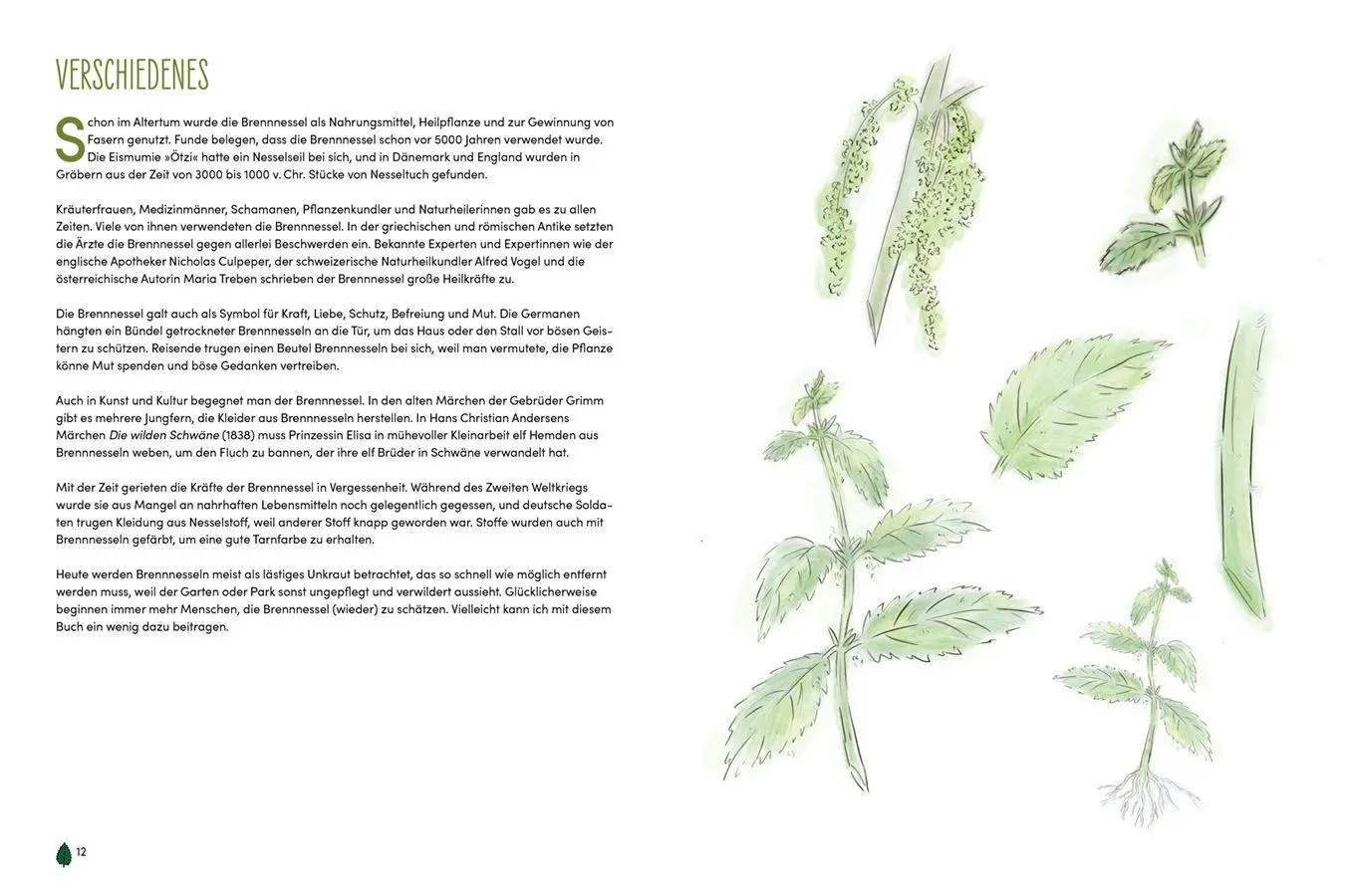 Bild: 9783818627102 | Brennnessel | Das Multitalent - von Salat bis Seife | Meer | Buch