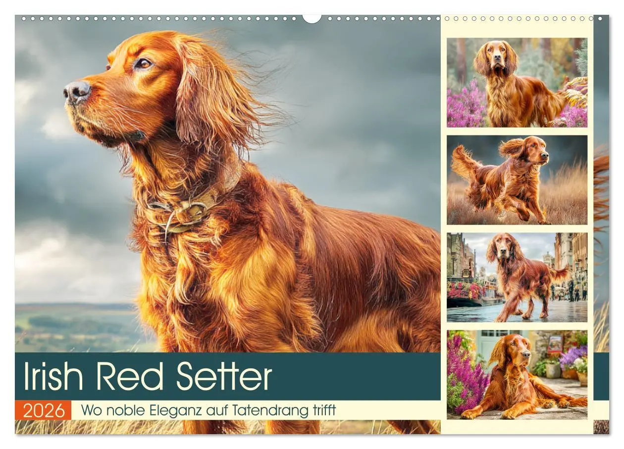 Cover: 9783457647202 | Irish Red Setter. Wo noble Eleganz auf Tatendrang trifft...