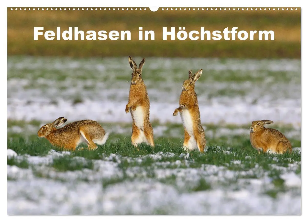 Cover: 9783457567302 | Feldhasen in Höchstform (Wandkalender 2026 DIN A2 quer), CALVENDO...