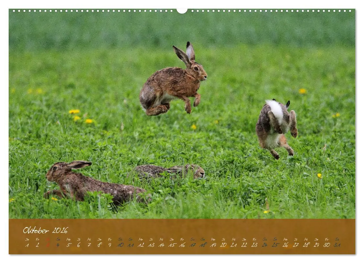 Bild: 9783457567302 | Feldhasen in Höchstform (Wandkalender 2026 DIN A2 quer), CALVENDO...