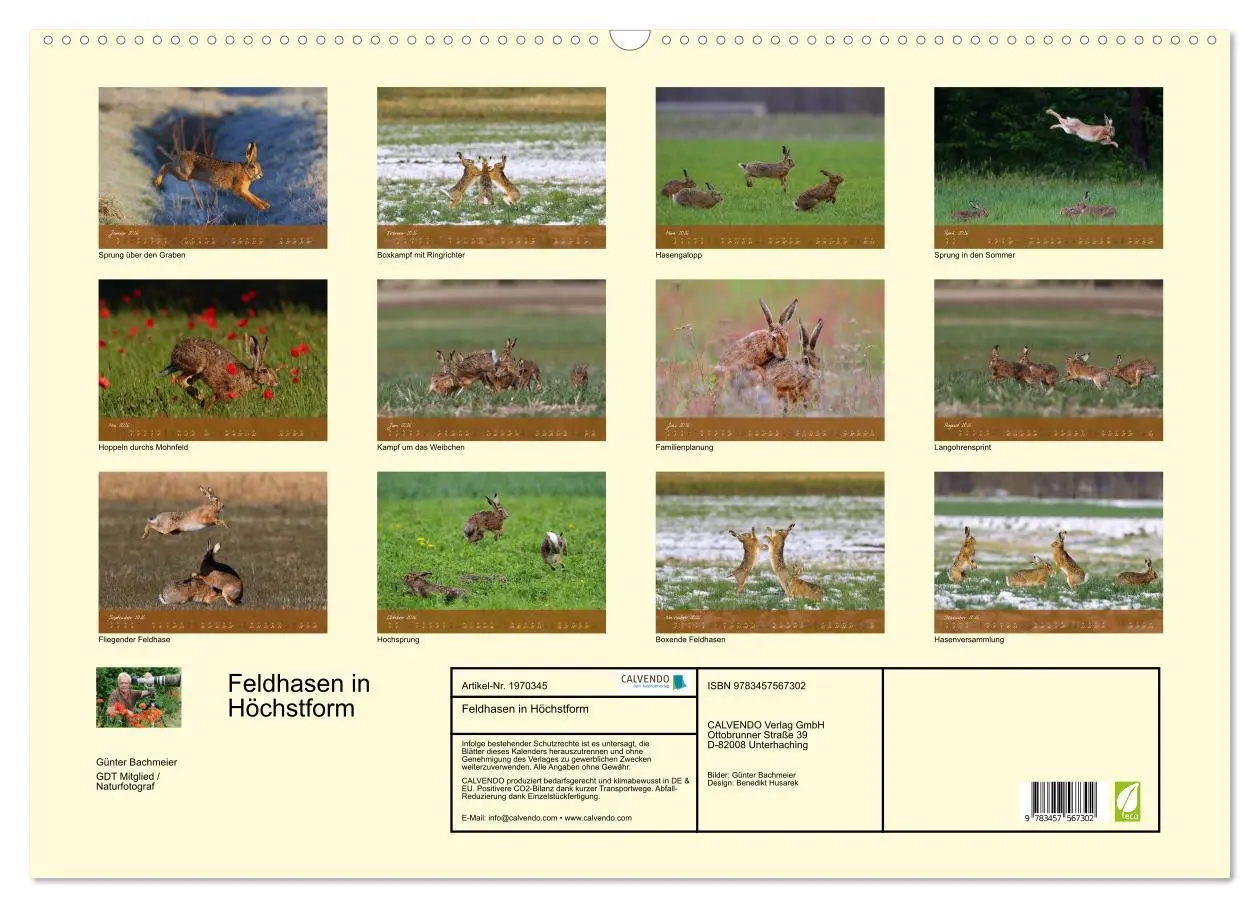 Bild: 9783457567302 | Feldhasen in Höchstform (Wandkalender 2026 DIN A2 quer), CALVENDO...