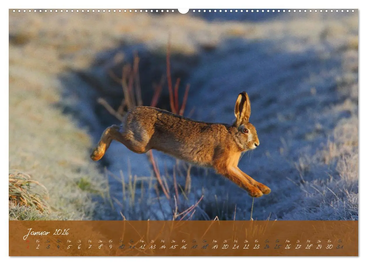 Bild: 9783457567302 | Feldhasen in Höchstform (Wandkalender 2026 DIN A2 quer), CALVENDO...