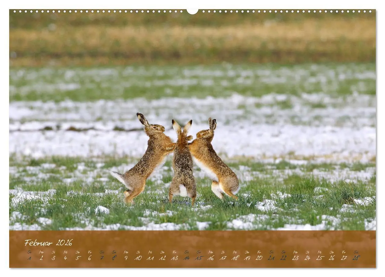 Bild: 9783457567302 | Feldhasen in Höchstform (Wandkalender 2026 DIN A2 quer), CALVENDO...