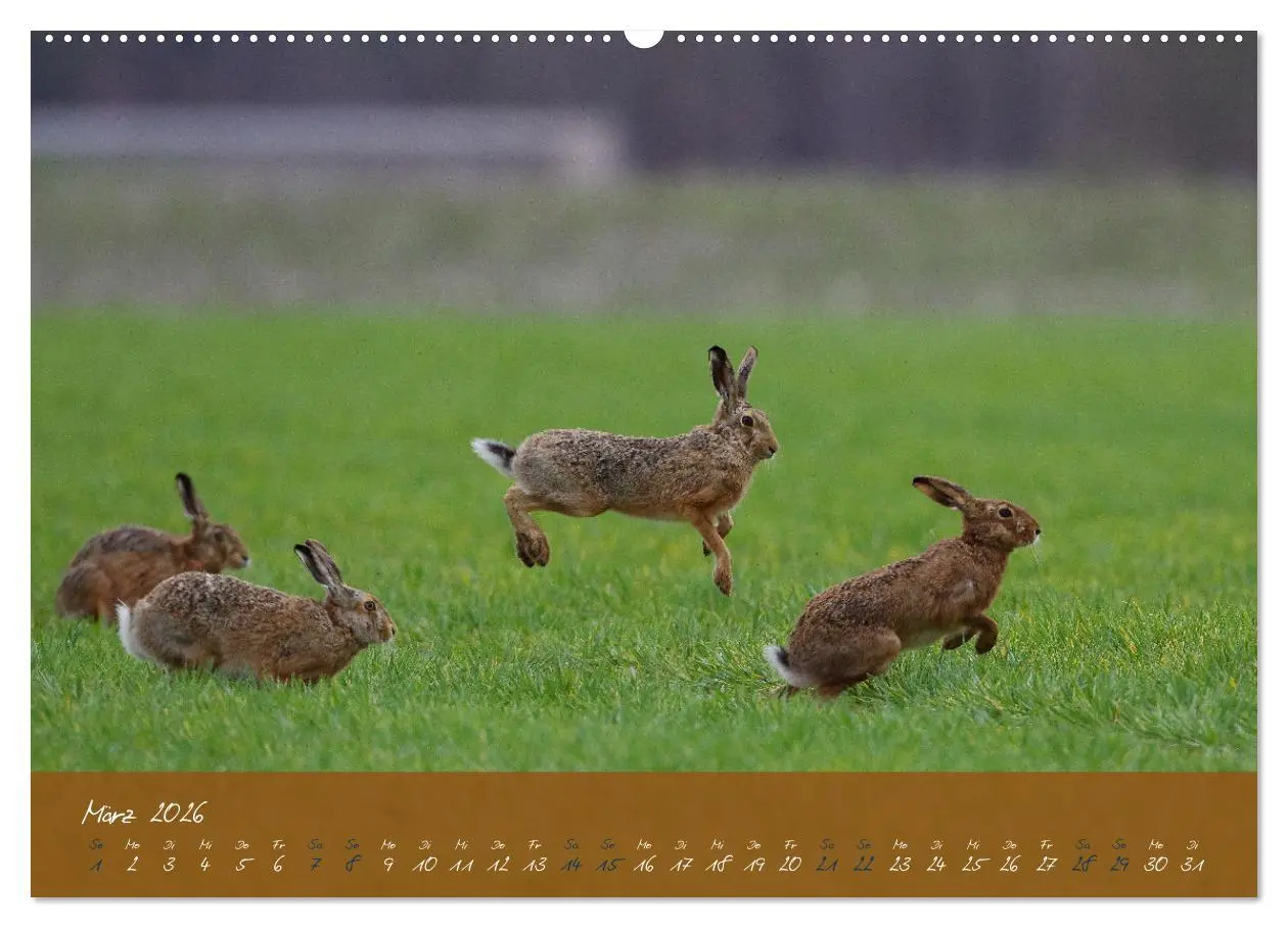 Bild: 9783457567302 | Feldhasen in Höchstform (Wandkalender 2026 DIN A2 quer), CALVENDO...