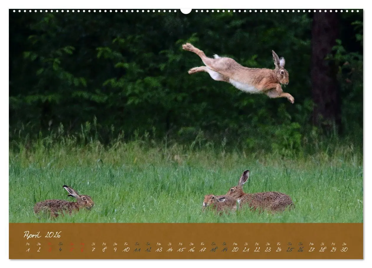 Bild: 9783457567302 | Feldhasen in Höchstform (Wandkalender 2026 DIN A2 quer), CALVENDO...