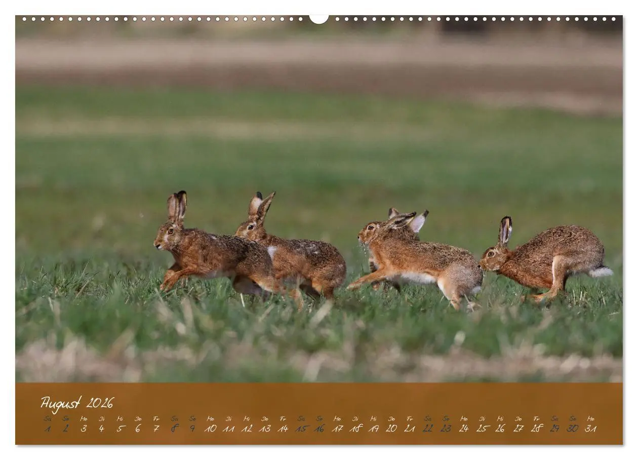 Bild: 9783457567302 | Feldhasen in Höchstform (Wandkalender 2026 DIN A2 quer), CALVENDO...