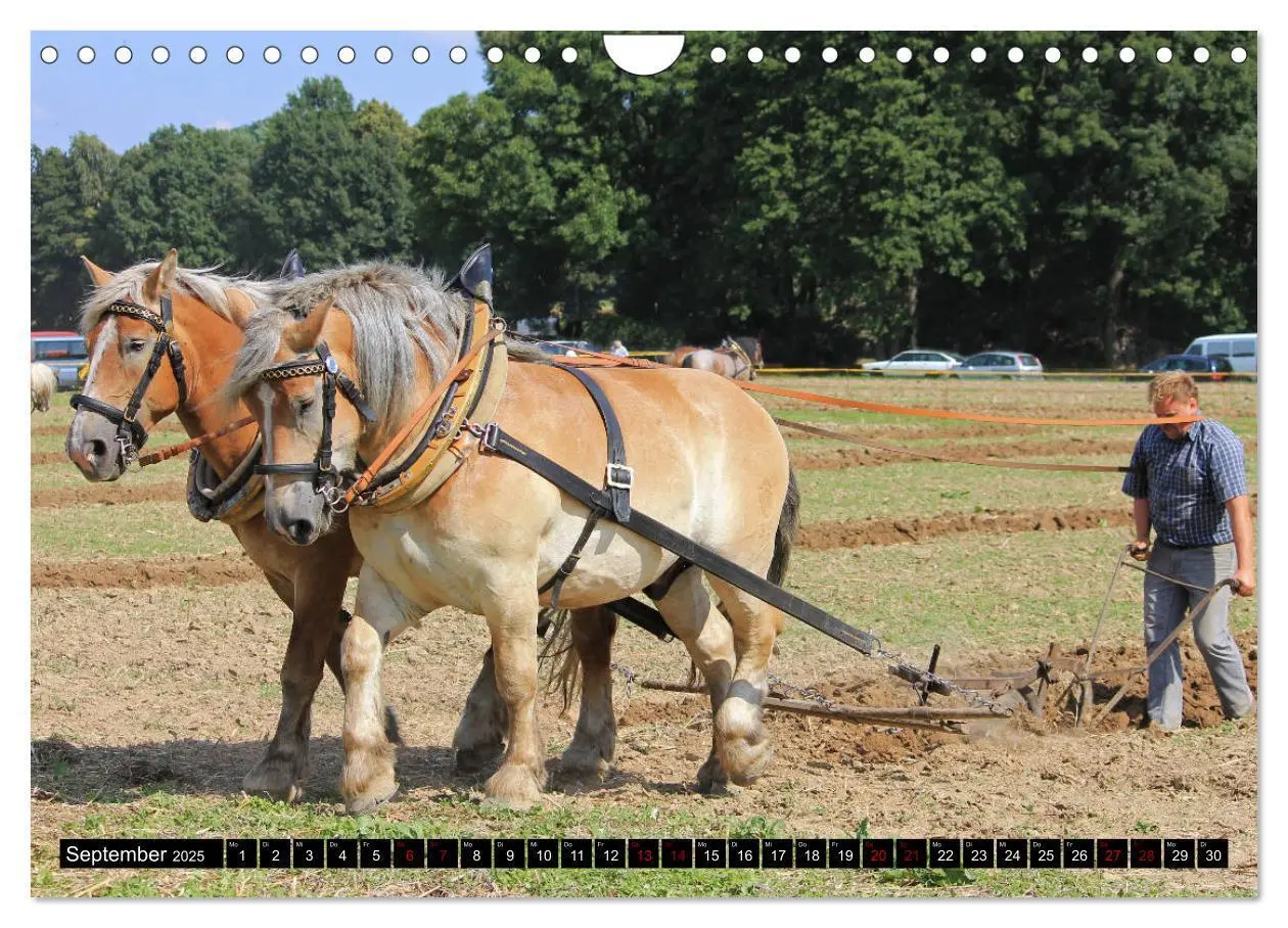 Bild: 9783435397402 | Schwere Pferde 2025 (Wandkalender 2025 DIN A4 quer), CALVENDO...