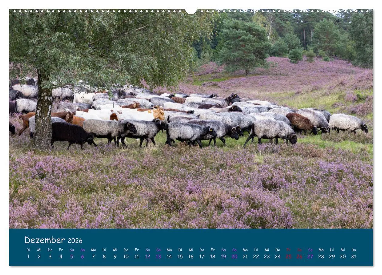 Bild: 9783457487402 | Heidschnucken, die prächtigen Schafe der Lüneburger Heide...