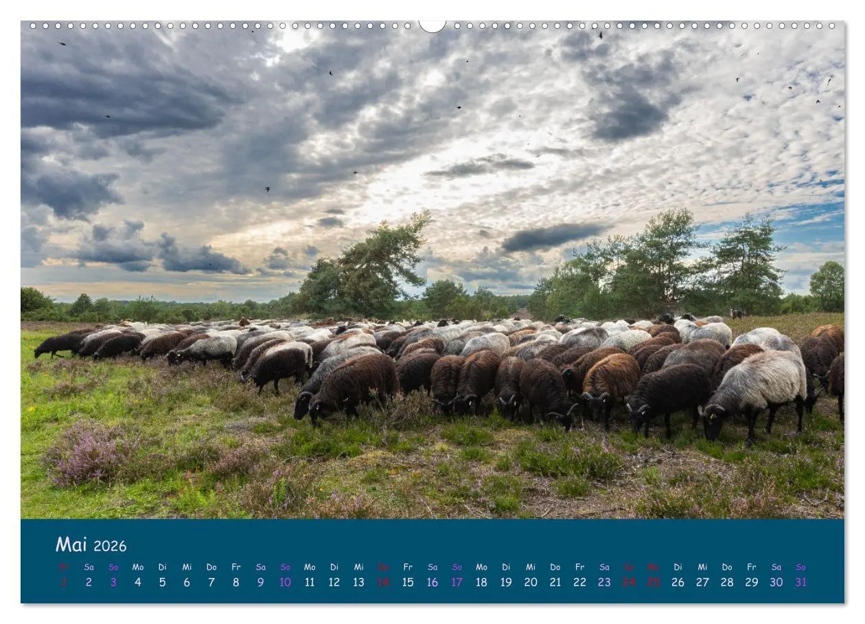 Bild: 9783457487402 | Heidschnucken, die prächtigen Schafe der Lüneburger Heide...