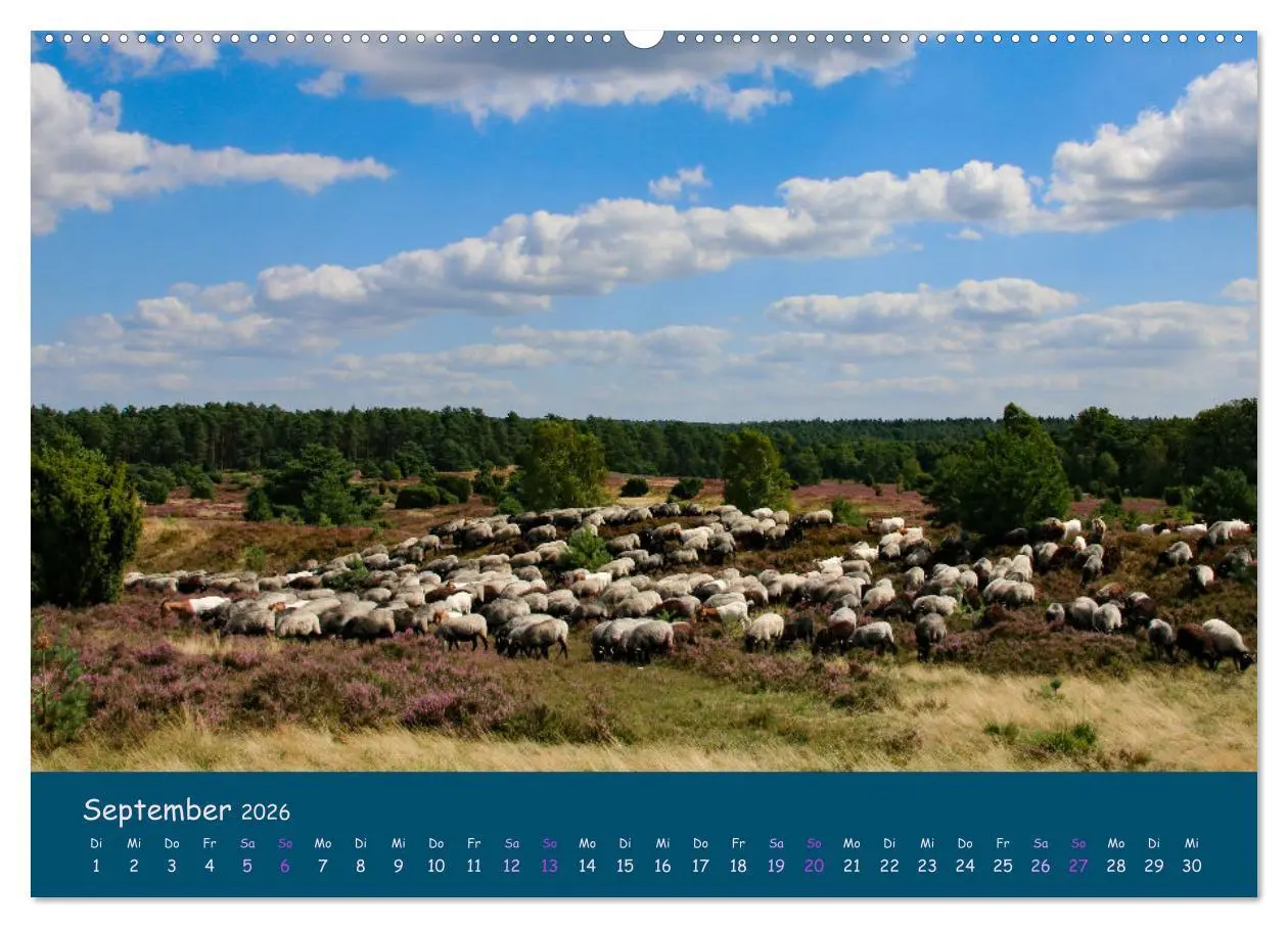 Bild: 9783457487402 | Heidschnucken, die prächtigen Schafe der Lüneburger Heide...