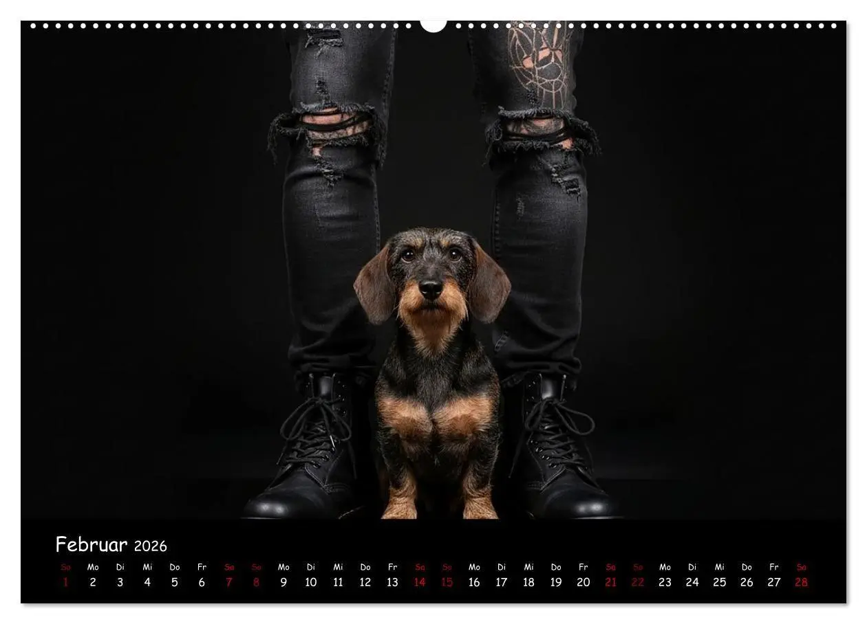 Bild: 9783516717402 | Coole Typen - Rauhaardackel (Wandkalender 2026 DIN A2 quer),...