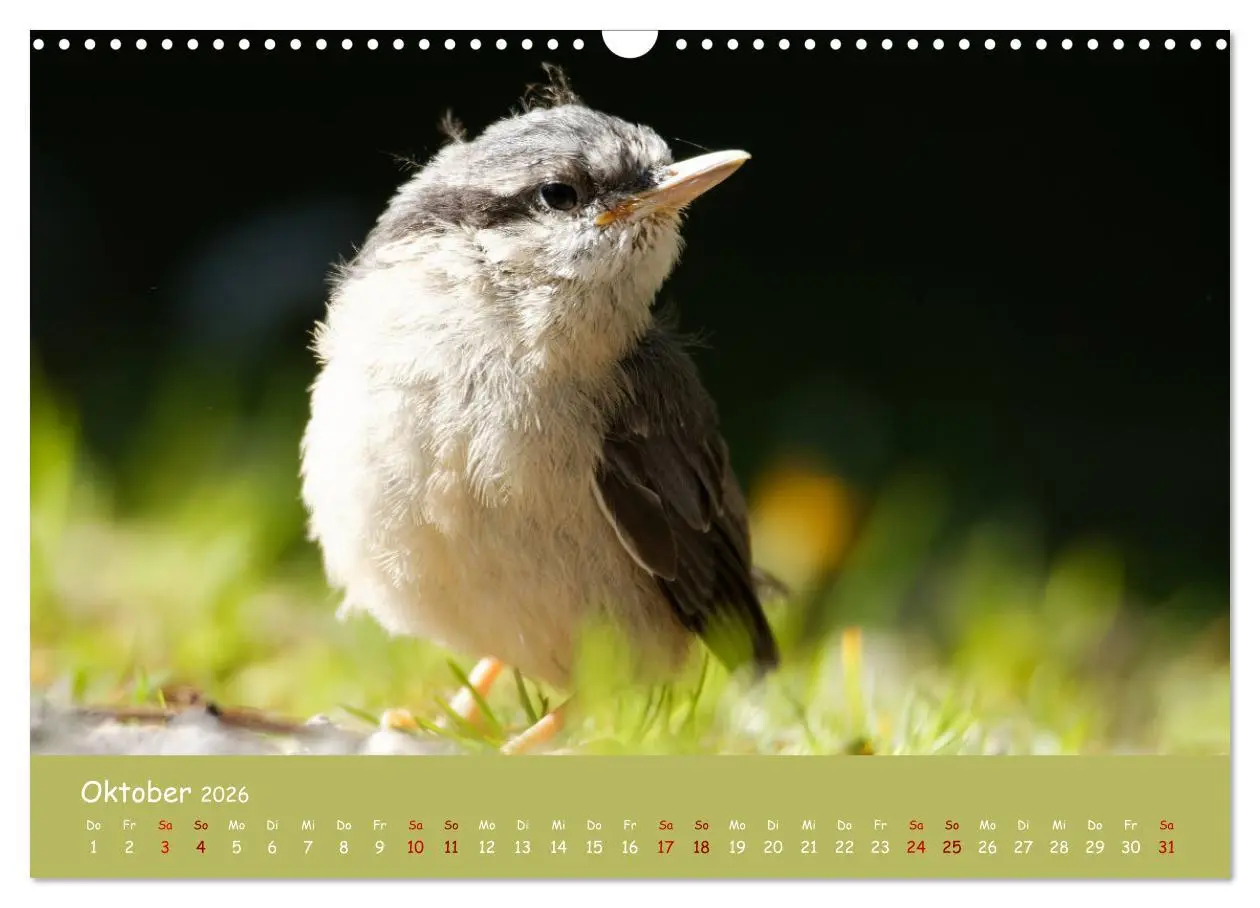 Bild: 9783457547502 | Der Kleiber - Ostfriesenfotografie und der Vogel-Zorro...