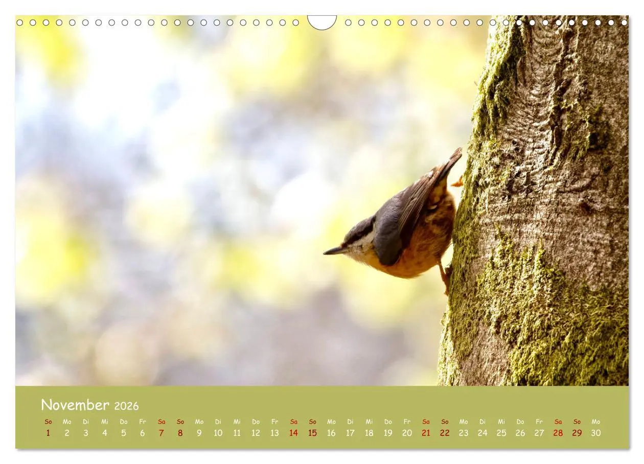 Bild: 9783457547502 | Der Kleiber - Ostfriesenfotografie und der Vogel-Zorro...