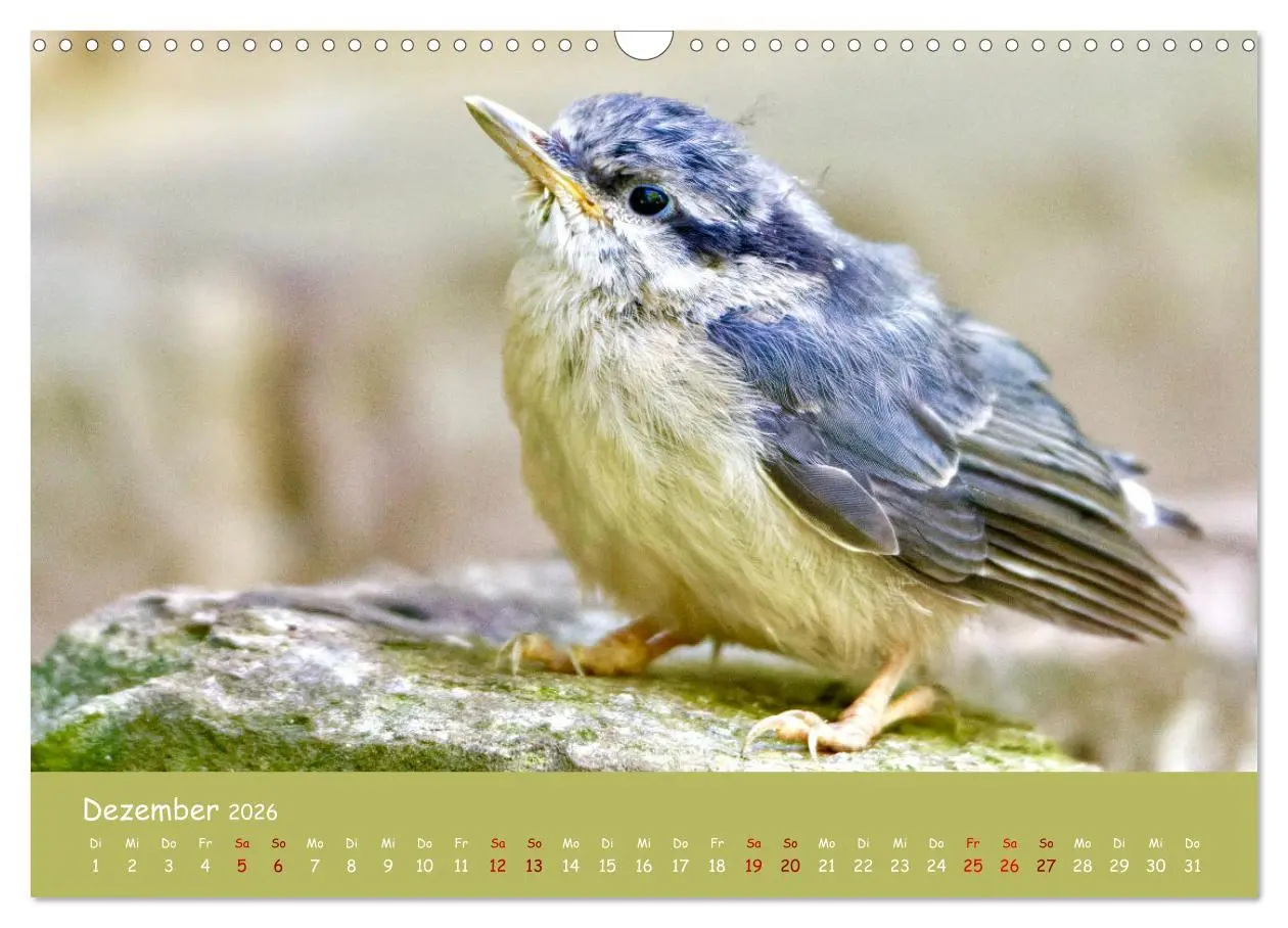 Bild: 9783457547502 | Der Kleiber - Ostfriesenfotografie und der Vogel-Zorro...