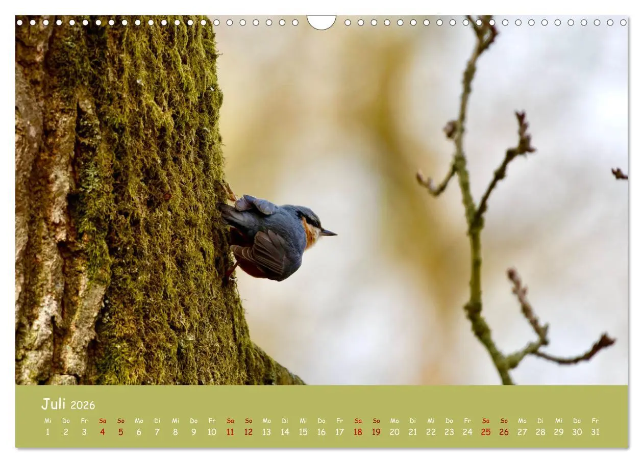 Bild: 9783457547502 | Der Kleiber - Ostfriesenfotografie und der Vogel-Zorro...