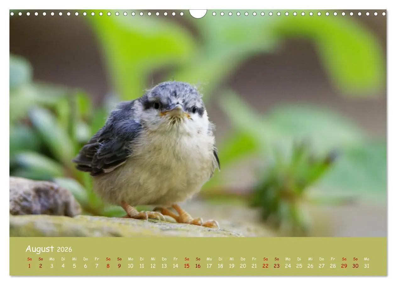 Bild: 9783457547502 | Der Kleiber - Ostfriesenfotografie und der Vogel-Zorro...