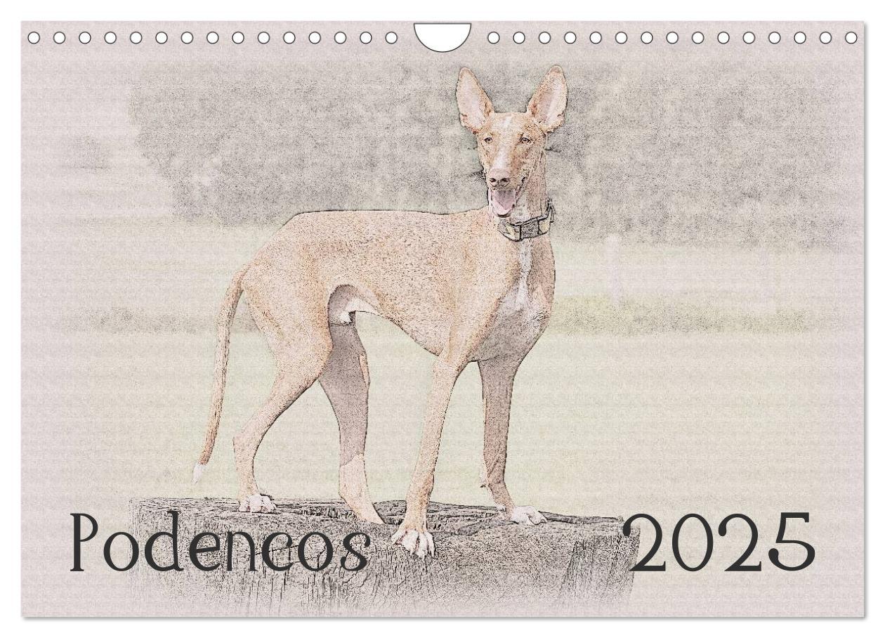 Cover: 9783435687602 | Podencos 2025 (Wandkalender 2025 DIN A4 quer), CALVENDO Monatskalender