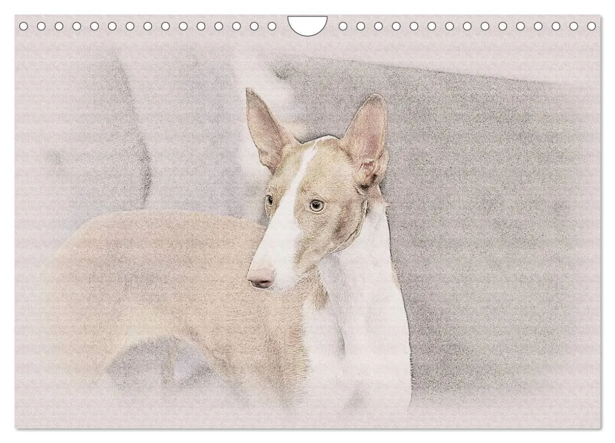 Bild: 9783435687602 | Podencos 2025 (Wandkalender 2025 DIN A4 quer), CALVENDO Monatskalender