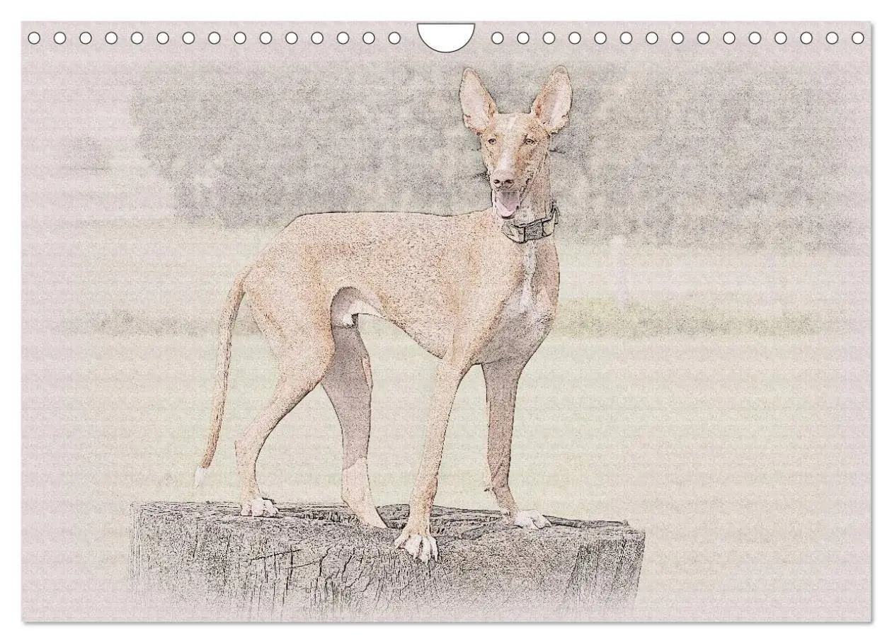 Bild: 9783435687602 | Podencos 2025 (Wandkalender 2025 DIN A4 quer), CALVENDO Monatskalender