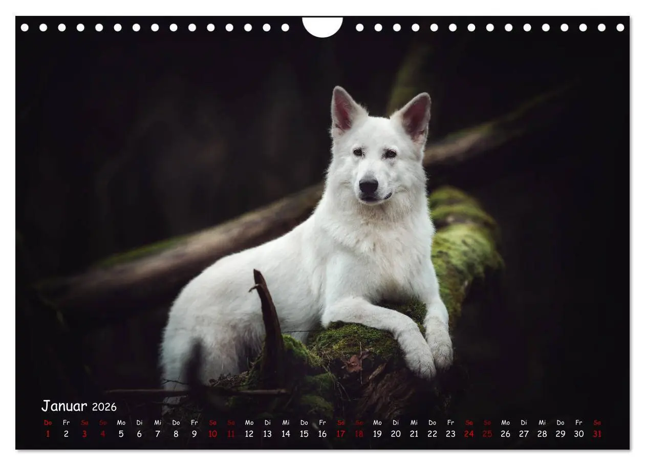 Bild: 9783457847602 | Schäferhunde und Ihre Vielfalt (Wandkalender 2026 DIN A4 quer),...
