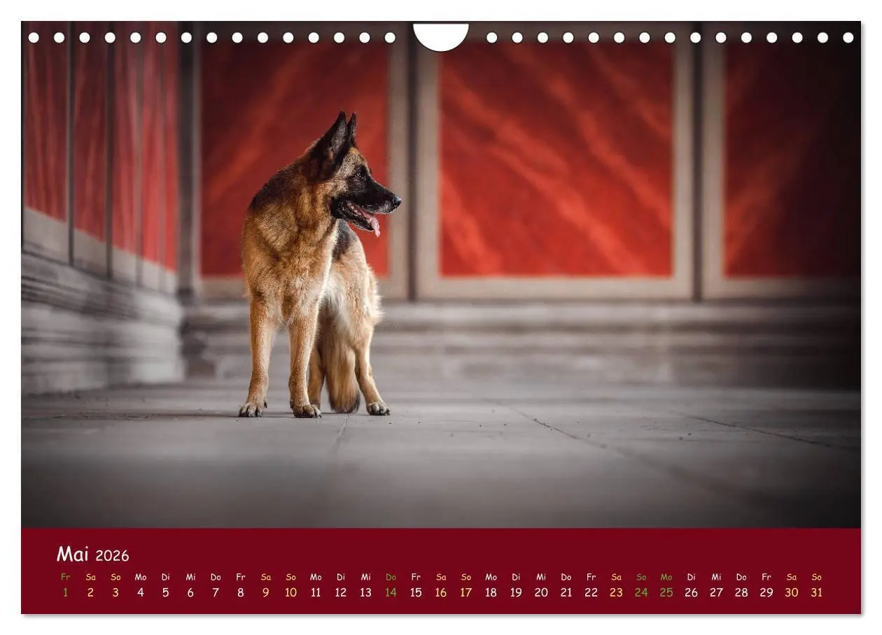 Bild: 9783457847602 | Schäferhunde und Ihre Vielfalt (Wandkalender 2026 DIN A4 quer),...