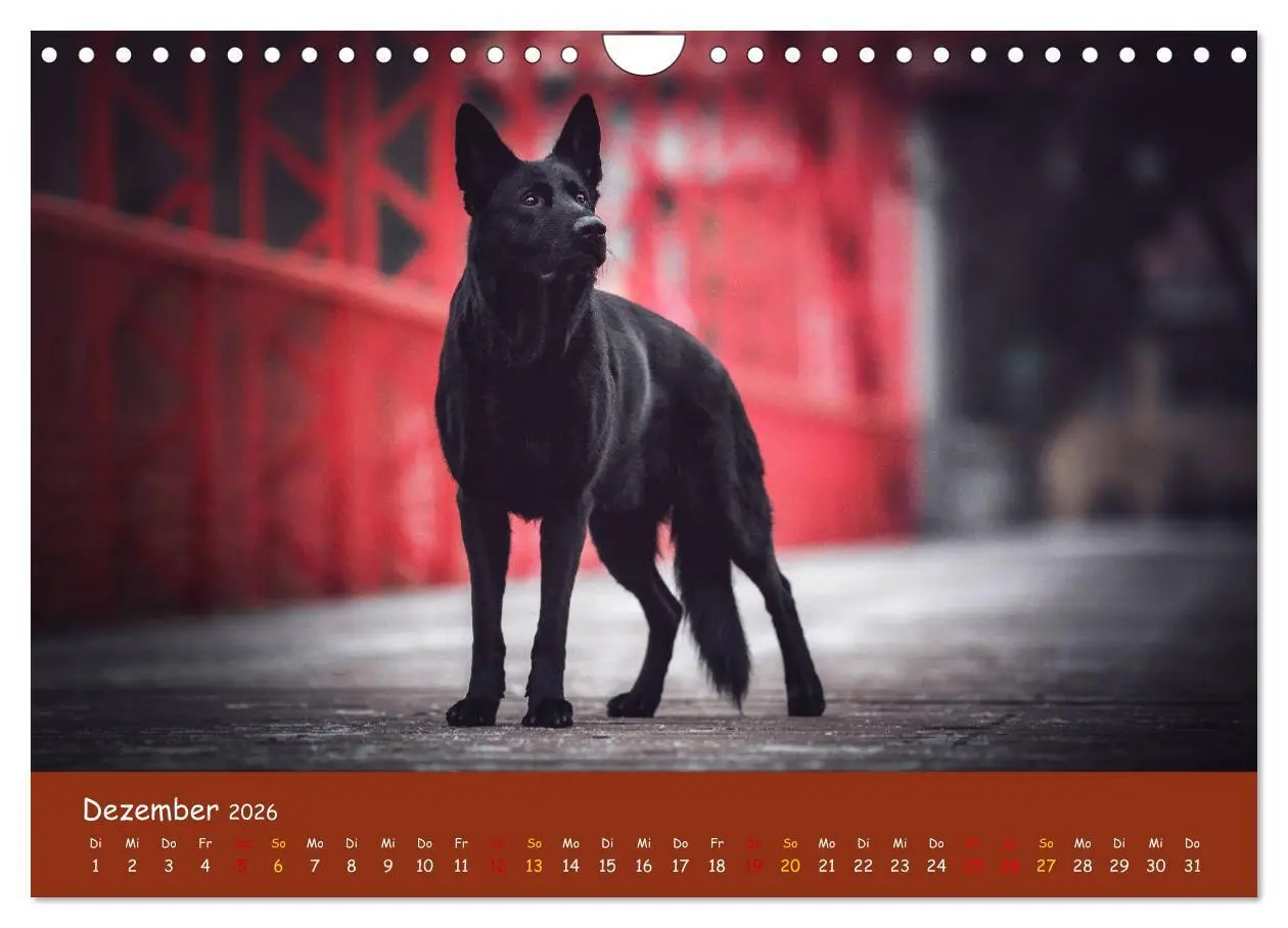 Bild: 9783457847602 | Schäferhunde und Ihre Vielfalt (Wandkalender 2026 DIN A4 quer),...