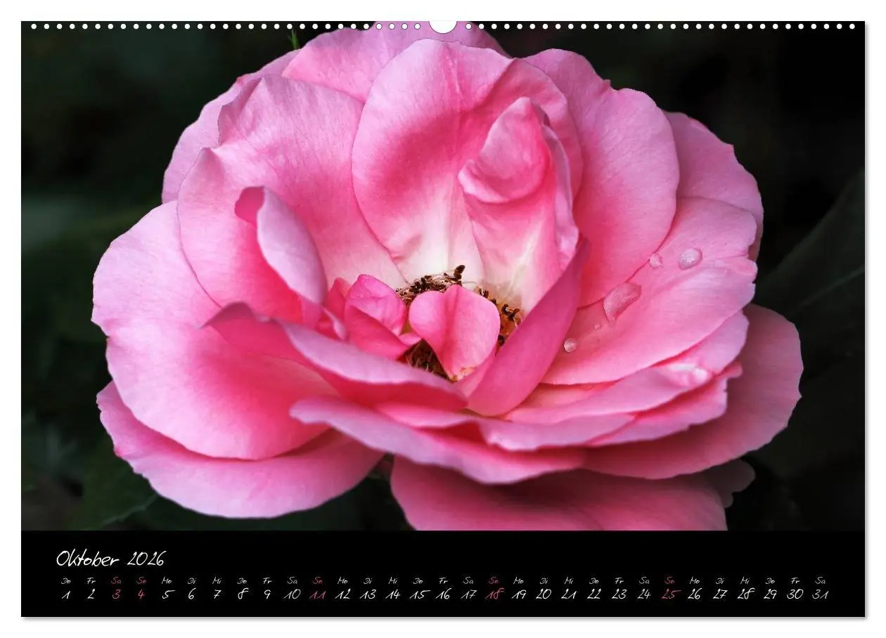 Bild: 9783516097702 | Rosen Romanze - Visuelle Musik (Wandkalender 2026 DIN A2 quer),...