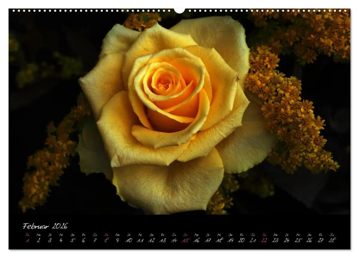 Bild: 9783516097702 | Rosen Romanze - Visuelle Musik (Wandkalender 2026 DIN A2 quer),...