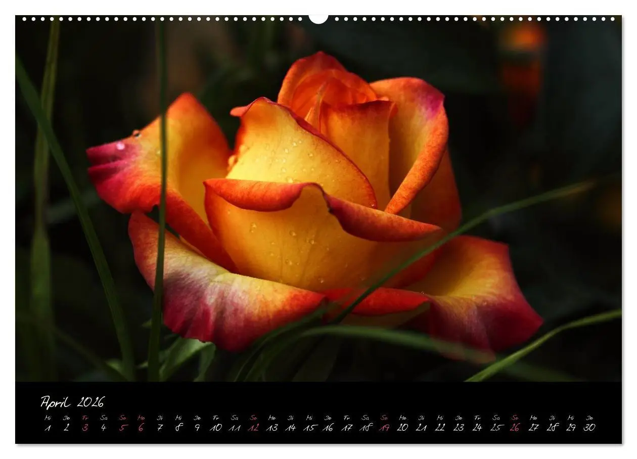Bild: 9783516097702 | Rosen Romanze - Visuelle Musik (Wandkalender 2026 DIN A2 quer),...