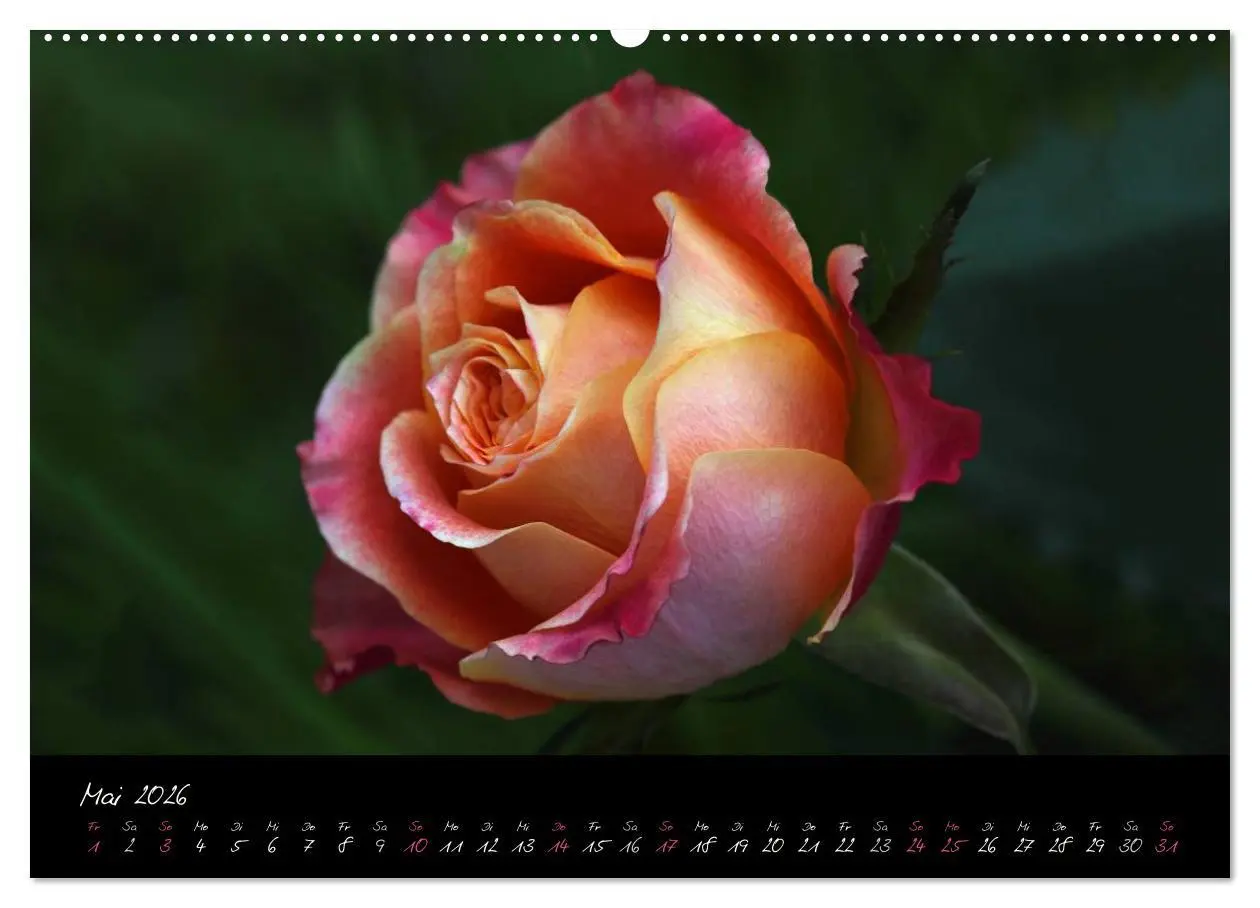 Bild: 9783516097702 | Rosen Romanze - Visuelle Musik (Wandkalender 2026 DIN A2 quer),...