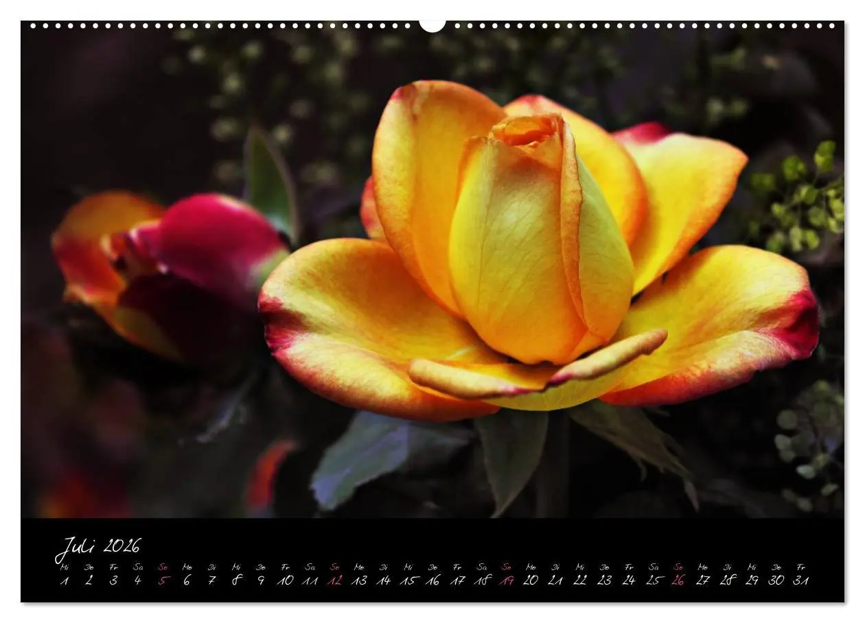 Bild: 9783516097702 | Rosen Romanze - Visuelle Musik (Wandkalender 2026 DIN A2 quer),...