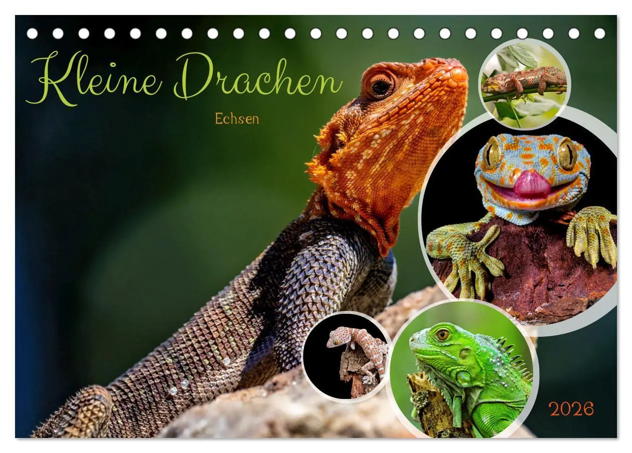 Cover: 9783457507902 | Kleine Drachen - Echsen (Tischkalender 2026 DIN A5 quer), CALVENDO...