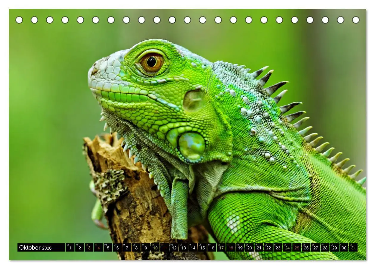 Bild: 9783457507902 | Kleine Drachen - Echsen (Tischkalender 2026 DIN A5 quer), CALVENDO...