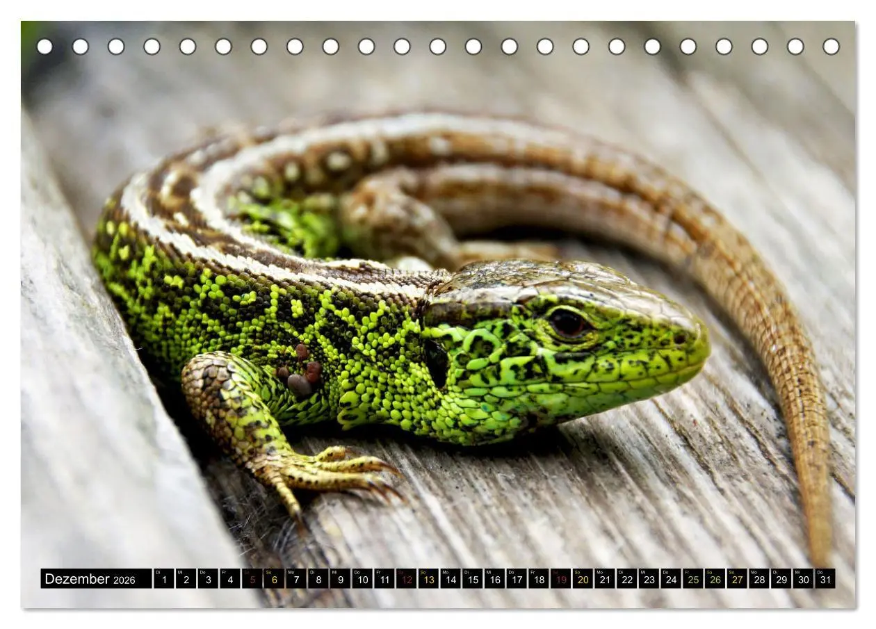 Bild: 9783457507902 | Kleine Drachen - Echsen (Tischkalender 2026 DIN A5 quer), CALVENDO...