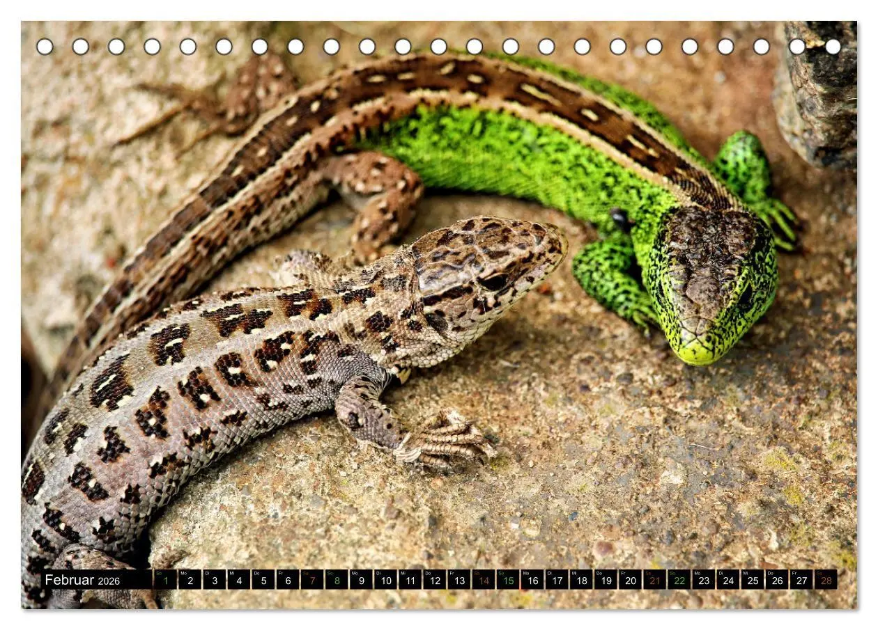 Bild: 9783457507902 | Kleine Drachen - Echsen (Tischkalender 2026 DIN A5 quer), CALVENDO...