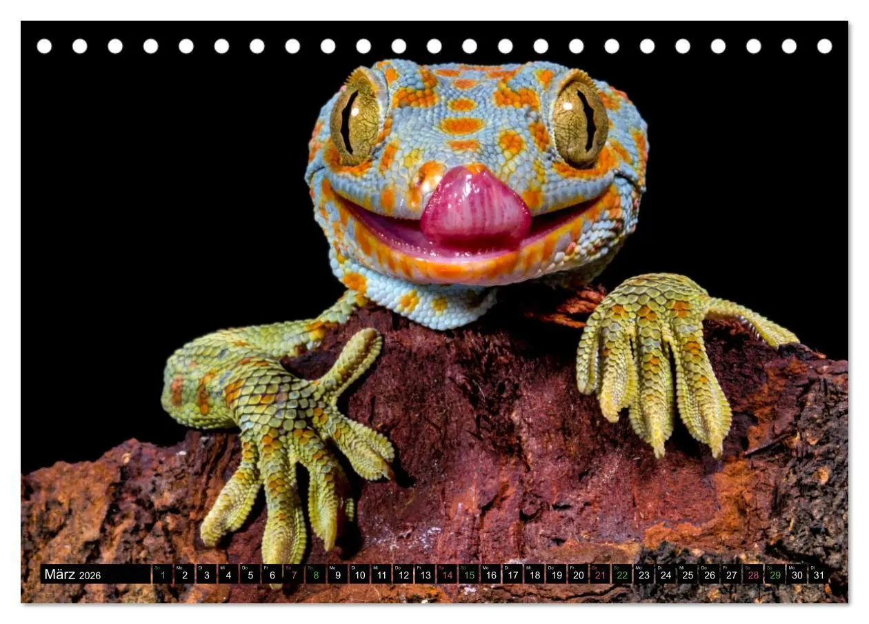 Bild: 9783457507902 | Kleine Drachen - Echsen (Tischkalender 2026 DIN A5 quer), CALVENDO...