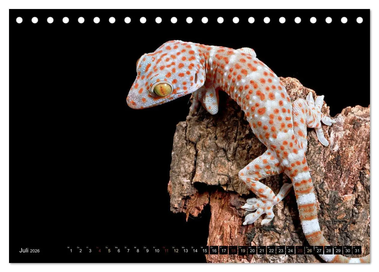 Bild: 9783457507902 | Kleine Drachen - Echsen (Tischkalender 2026 DIN A5 quer), CALVENDO...